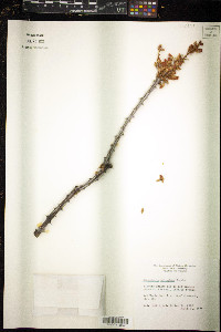 Fouquieria splendens image
