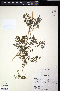 Adlumia fungosa image