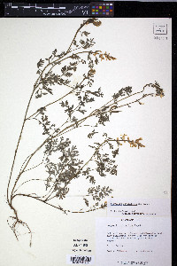 Corydalis crystallina image