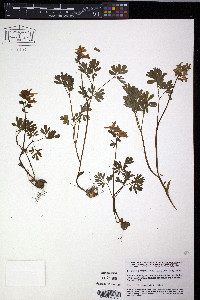 Corydalis solida image