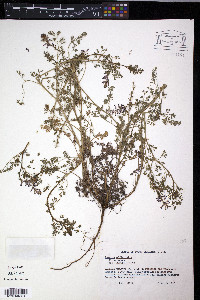Fumaria officinalis image
