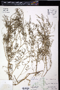 Fumaria officinalis image