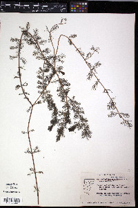 Myriophyllum sibiricum image