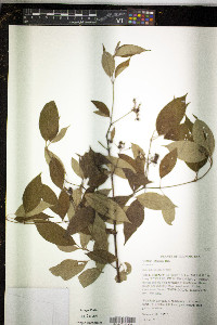 Cornus obliqua image