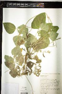 Phaseolus lunatus image