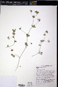 Trifolium breweri image