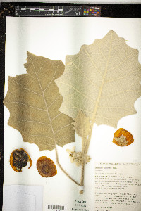 Solanum quitoense image