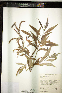 Salix × rubens image