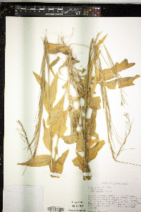 Turritis glabra image