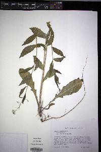 Borodinia canadensis image