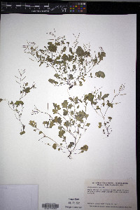 Cardamine flexuosa image