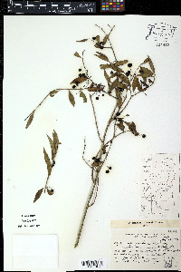 Basella alba image