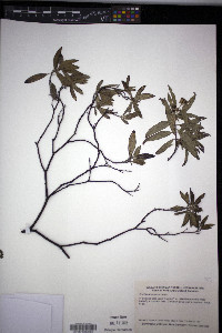 Cordia bahamensis image