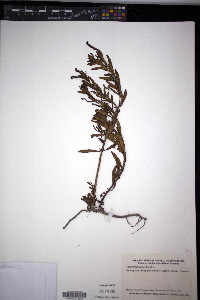 Heliotropium curassavicum image