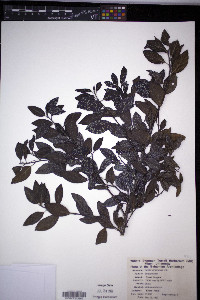Cordia bahamensis image