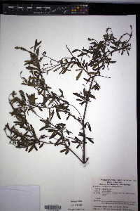Varronia brittonii image