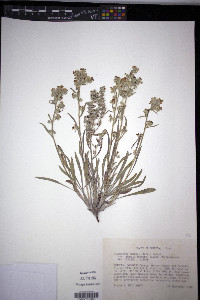 Oreocarya suffruticosa image