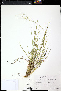Danthonia unispicata image