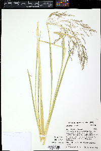 Festuca roemeri image