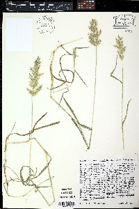 Poa cuspidata image