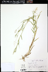 Muhlenbergia schreberi image