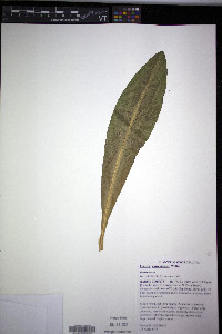 Frasera caroliniensis image