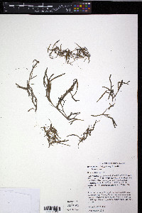 Heteranthera dubia image