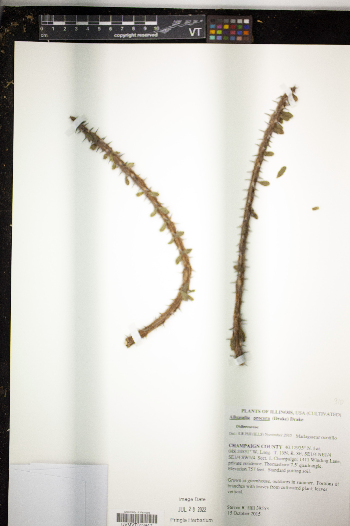 Alluaudia procera image