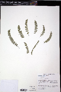 Asplenium resiliens image