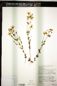 Sabatia angularis image