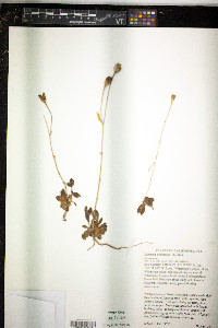 Eustoma exaltatum image