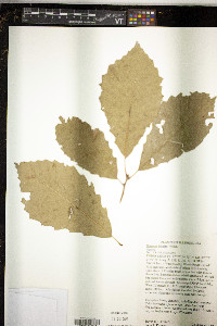 Quercus bicolor image