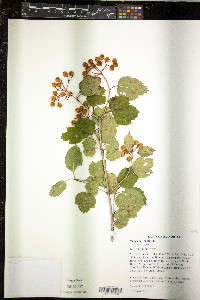 Viburnum opulus image
