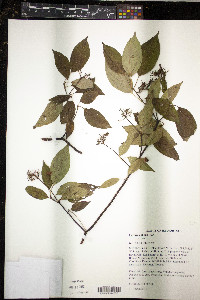 Cornus obliqua image