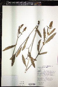 Pedicularis lanceolata image