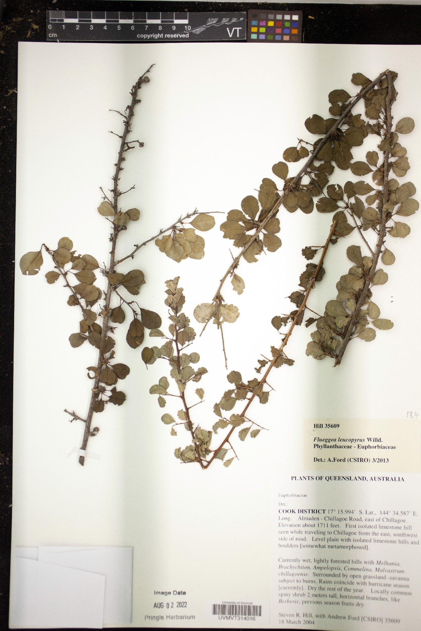 Flueggea leucopyrus image
