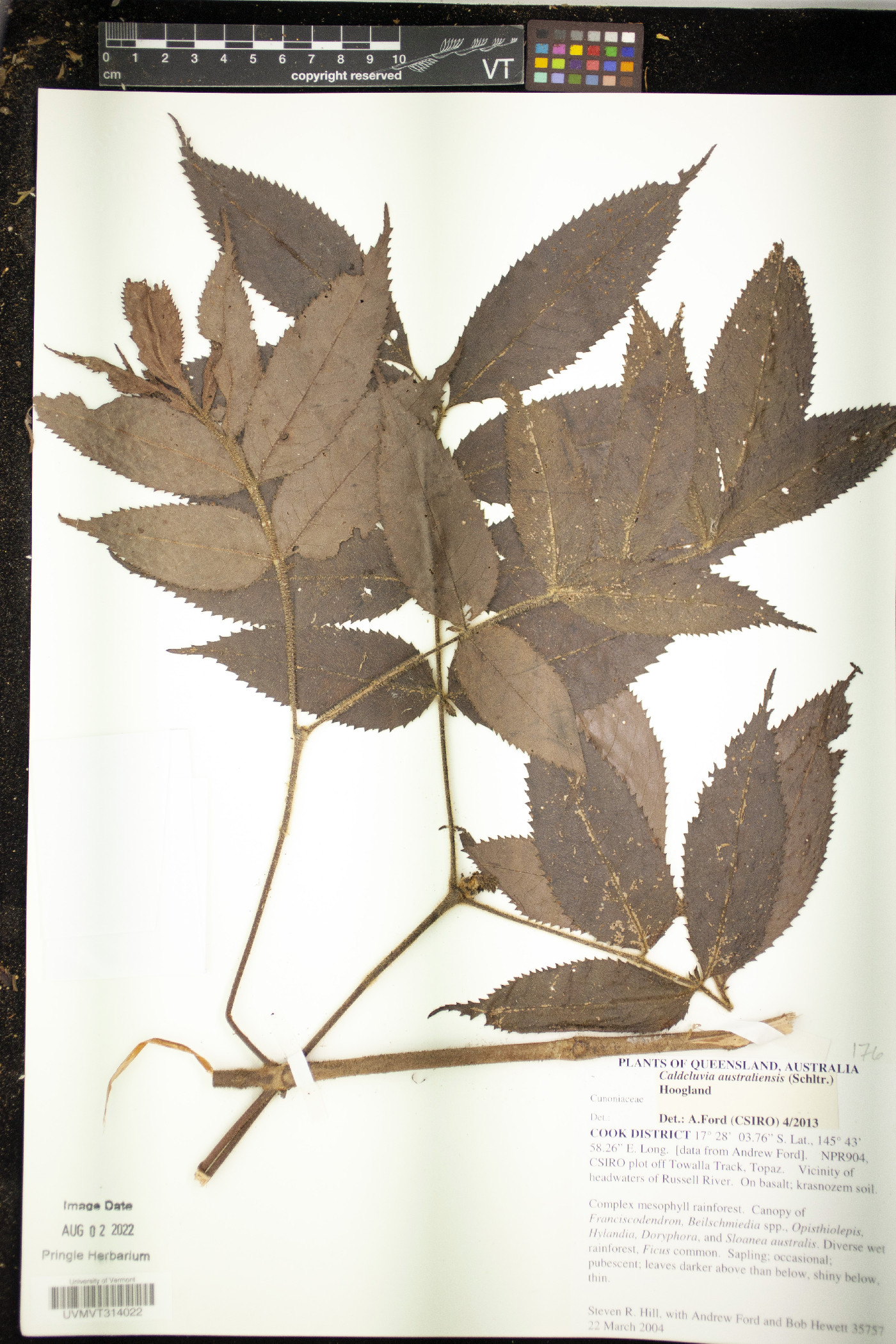 Ackama australiensis image