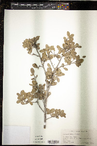 Diospyros texana image