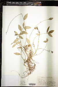 Vinca minor image