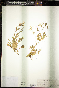 Silene caroliniana image