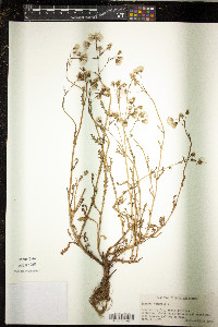 Senecio vulgaris image
