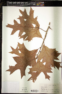 Quercus laevis image