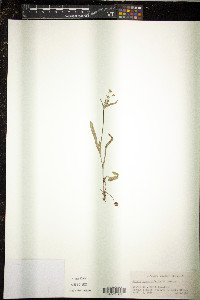 Krigia caespitosa image