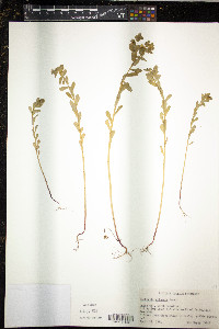 Euphorbia spathulata image