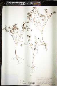 Croton michauxii var. ellipticus image