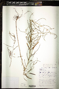 Chamaecrista mimosoides image