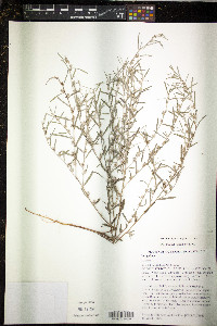 Indigofera linifolia image