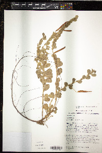 Chamaecrista rotundifolia image