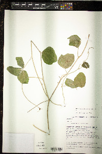 Macroptilium atropurpureum image