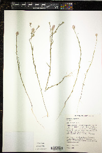 Polygala sanguinea image